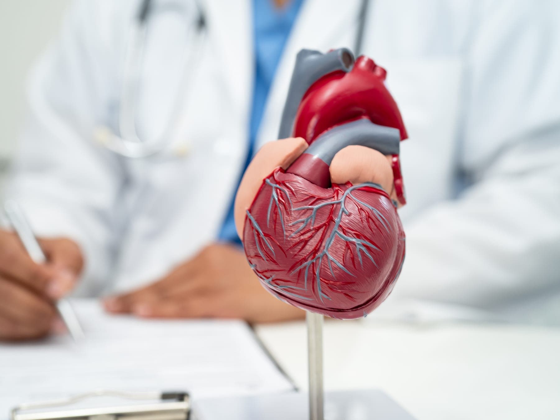 Modelo anatómico de un corazón sobre el escritorio de una consulta cardiológica